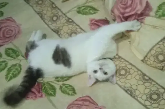 Кошки потеряшки, Родниковый, фото: Потеряшка кот, улица Мира, 12, Родниковый - чёрное пятнышко на носу