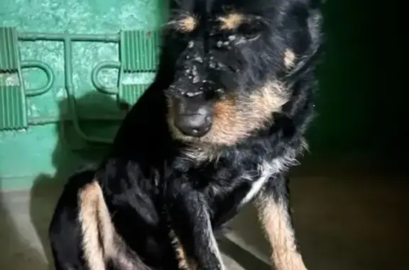 Найдена собака, Воронеж, фото: Найдена собака, улица 60-летия ВЛКСМ, Воронеж - мужской, с обычным ошейником