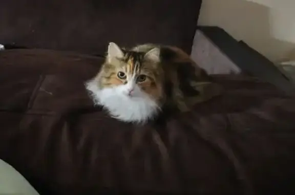 Кошки потеряшки, Мурманск, фото: Потеряшка кошка, проезд Михаила Бабикова, 4, Мурманск - трёхцветный окрас