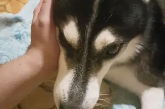 Пропал собака, улица Осипова,...