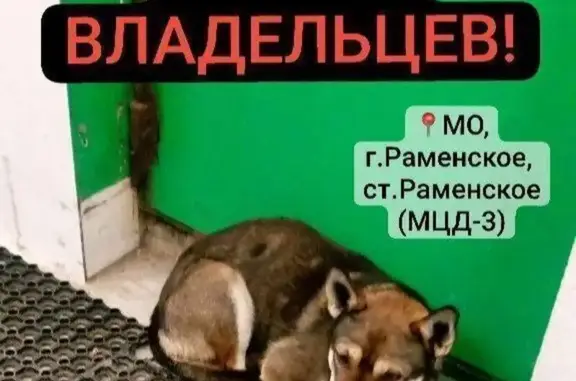 Найдена собака, Раменское, фото: Найден собака, Советская улица, Раменское - метис сиба-ину