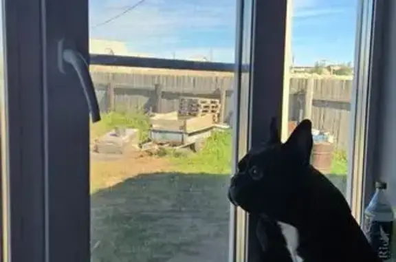 Собаки потеряшки, Забайкальск, фото: Потеряшка собака, мужской, Советская улица, 5, Забайкальск - чёрный в золотую полоску