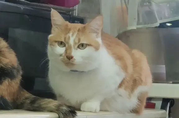 Пропал кот, Надеждинское сельское поселение, Приморский край - рыжий с белым, зовут Тиша - photo