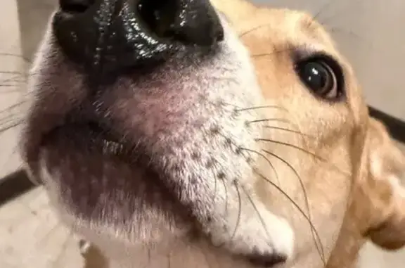 Найдена собака, Тверь, фото: Найден собака, проспект Ленина, городской округ Тверь - молодой и дружелюбный