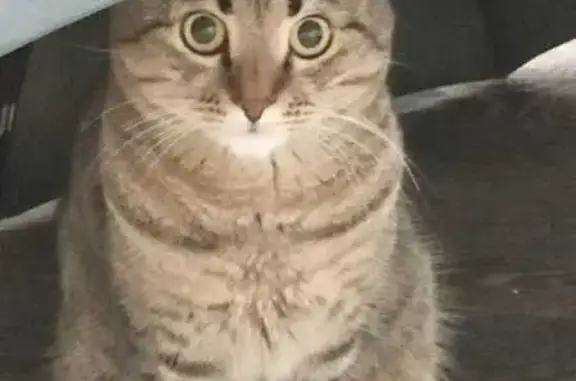 Пропал кот, улица Ломоносова, 37, Череповец - серый - photo