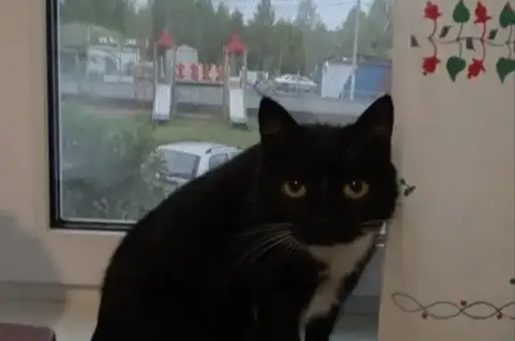 Пропала кошка, улица Металлургов, 19, Карабаш - чёрно-белая окрас - photo