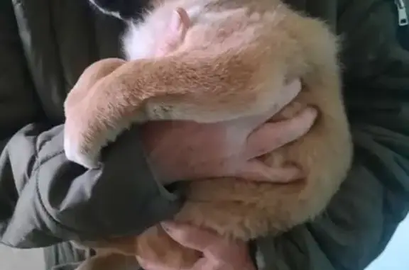 Найдена собака, Ставрополь, фото: Найдена собака, девочка, улица Льва Толстого, 121А, Ставрополь