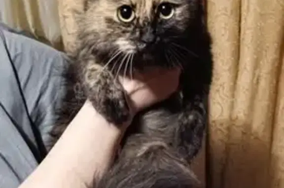 Найдена кошка, Нижний Новгород, фото: Найдена кошка, черепахового окраса, улица Германа Лопатина, Нижний Новгород