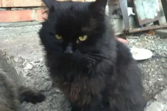 Найдена кошка, Гуково, фото: Найдена кошка, мужской, улица Репина, 1, городской округ Гуково - коричнево-чёрный окрас