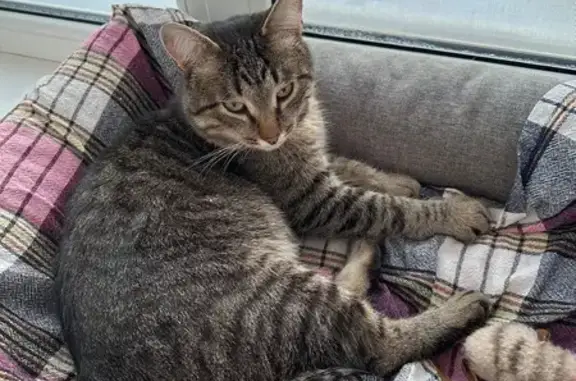 Кошки потеряшки, Белебей, фото: Потеряшка кот, Волгоградская улица, 7/1, Белебей - кастрированный, очень ласковый