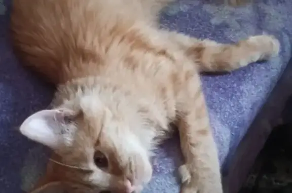 Кошки потеряшки, Екатеринбург, фото: Потеряшка кошка, Восточная улица, 10, Екатеринбург - рыжая, янтарные глаза