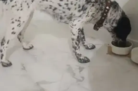 Найдена собака, Засечное, фото: Найдена собака, Фонтанная улица, Засечное - девочка, пятнистая