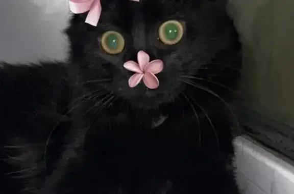 Пропала кошка, улица Мицкевича...