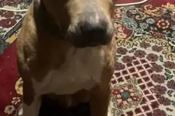 Найдена собака, Гурьевский городской округ, фото: Найден собака, мужской, «Приморское полукольцо», Калининградская область — молодой и худой