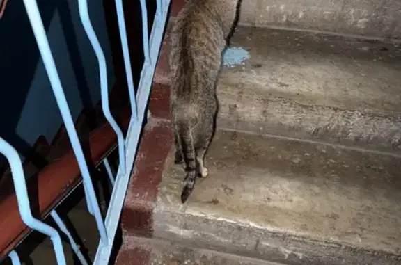 Найдена кошка, Кемерово, фото: Найдена кошка, Коммунистическая улица, 120, Кемерово - ласковая, леопардовый окрас