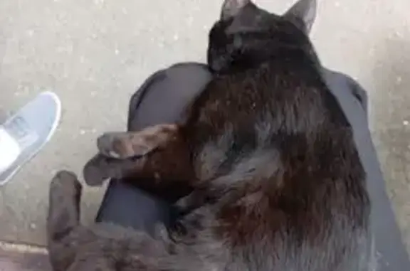 Пропал кот, Дорожная улица, Мо...