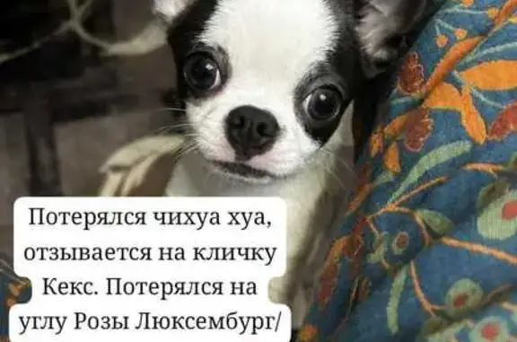 Пропал собака, улица Розы Люкс...