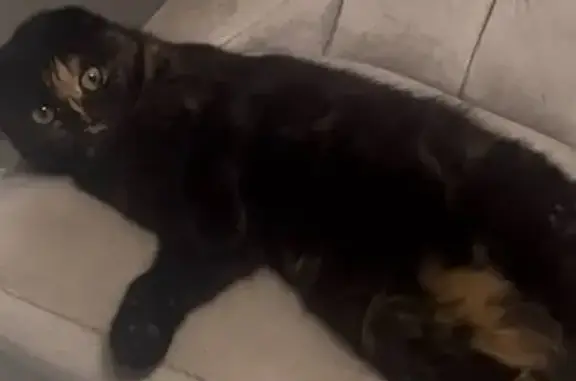 Пропала кошка, Светлая улица,...