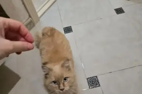 Найдена кошка, Каспийск, фото: Найдена кошка, Каспийск, Дагестан - рыжая с зелено-голубыми глазами