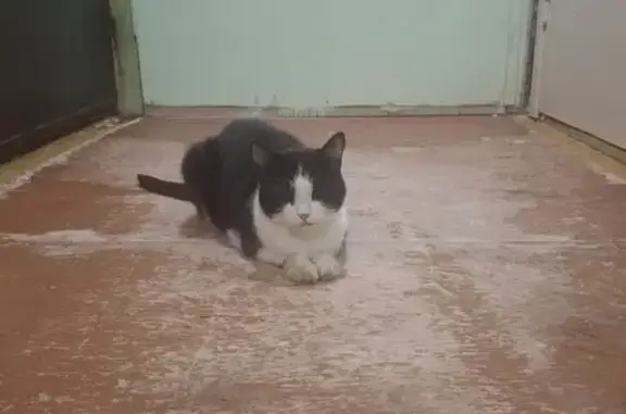 Найдена кошка, Ноябрьск, фото: Найдена кошка, Советская улица, 53А, Ноябрьск - черно-белая, периодически мяукает