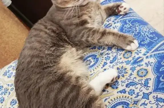 Пропала кошка, улица Коммунаро...