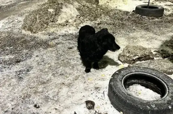 Найдена собака, Ростов-на-Дону, фото: Найден собака, проспект Ленина, 132/20, Ростов-на-Дону - вроде мальчик