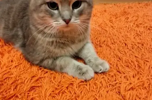 Найдена кошка, Йошкар-Ола, фото: Найден кот, улица Петрова, 22Б, Йошкар-Ола - домашний, серый, спокойный