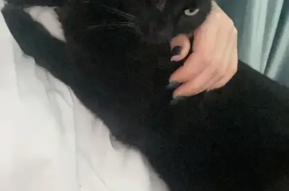 Пропал кот, улица Матрены Назд...