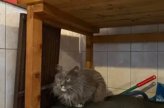 Найдена кошка, Тучково, фото: Найдена кошка, Советская улица, 22 к1, Тучково - серый котик с белыми лапками