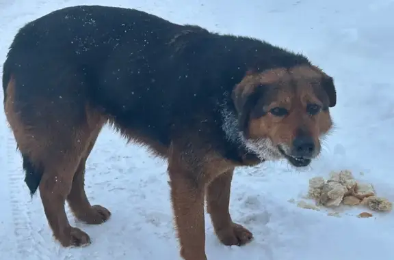 Найдена собака, Пушкино, фото: Найдена собака, «Холмогоры», Пушкино - черно-коричневая, черный ошейник