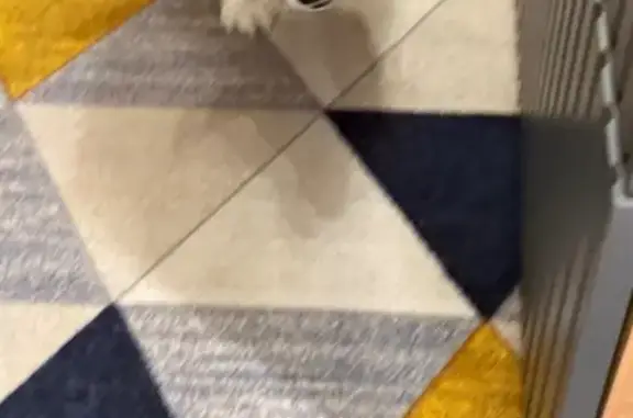 Найдена собака, Москва, фото: Найдена собака, проектируемый проезд № 7024, Москва - породы Корге