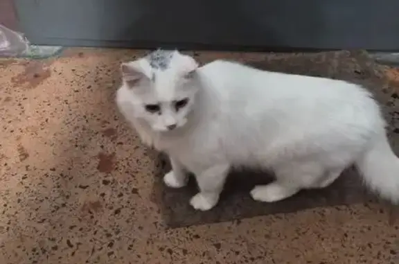 Найдена кошка, Мурманск, фото: Найдена кошка, улица Академика Книповича, 15, Мурманск - белая пушистая, ласковая