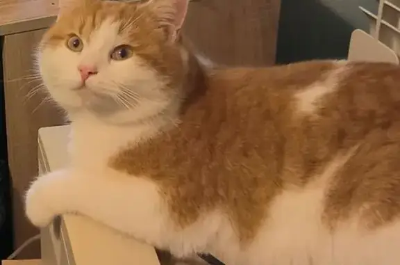 Пропал кот, улица Пушкина, гор...