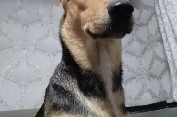 Пропала собака, женский пол, у...