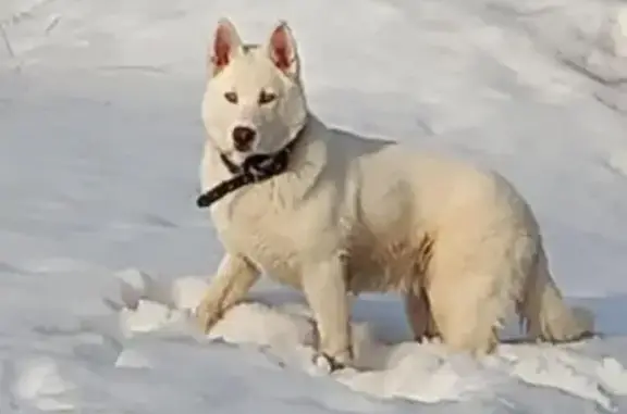 Пропала собака, Красная Пойма,...