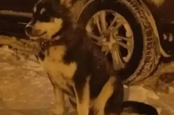 Пропал собака, Парковая улица,...