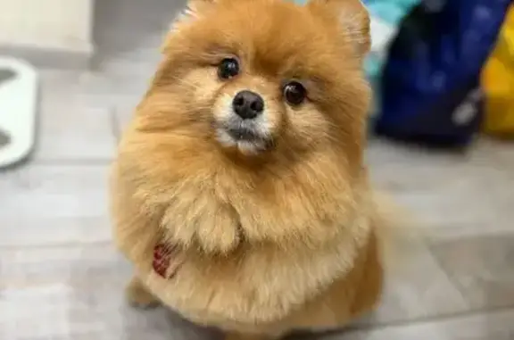 Пропала собака, Молодёжная ули...