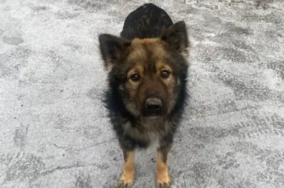 Найдена собака, Ростов-на-Дону, фото: Найдена собака, улица Мечникова, 118, Ростов-на-Дону, с ошейником