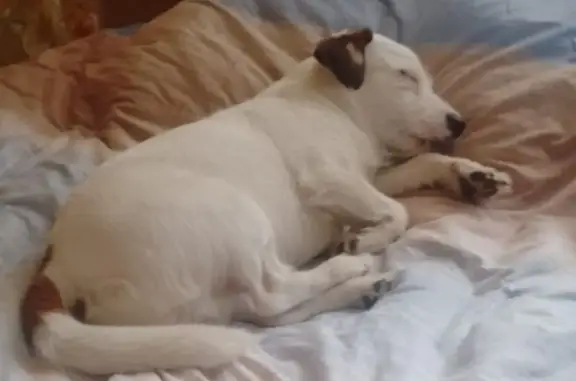 Собаки потеряшки, Ярославль, фото: Потеряшка собака, улица Жукова, Ярославль - джек рассел преимущественно белого окраса