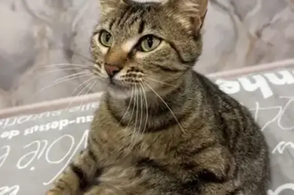 Найдена кошка, Нижнекамск, фото: Найдена кошка, женский пол, улица Бызова, 20, Нижнекамск