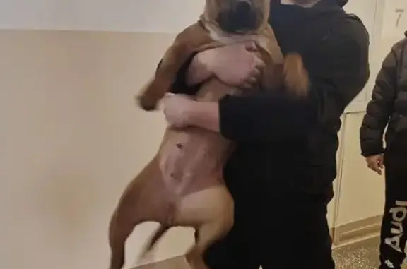 Найдена собака, Красноярск, фото: Найдена собака, женский пол, улица Мужества, 21, Красноярск