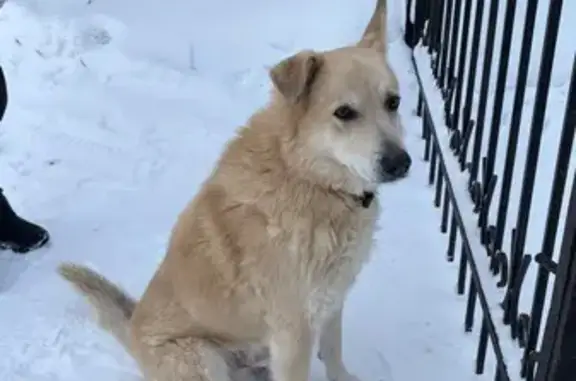 Найдена собака, Малое Саврасово, фото: Найден собака, 66, Малое Саврасово, Малое Саврасово - светлый окрас, правое ухо подогнуто