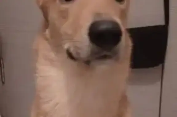 Найдена собака, Балашиха, фото: Найден собака, мужской, 16, Балашиха - рыжеватая с желтым ошейником