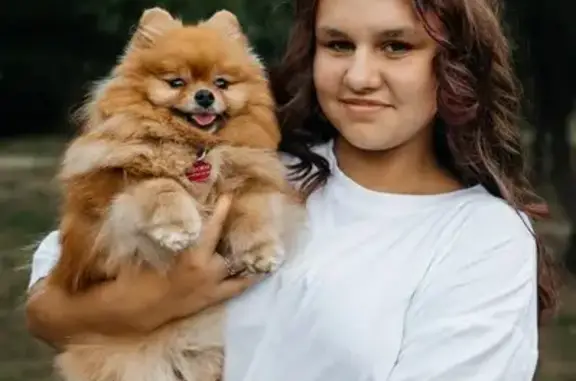 Пропала собака, девочка, Молод...