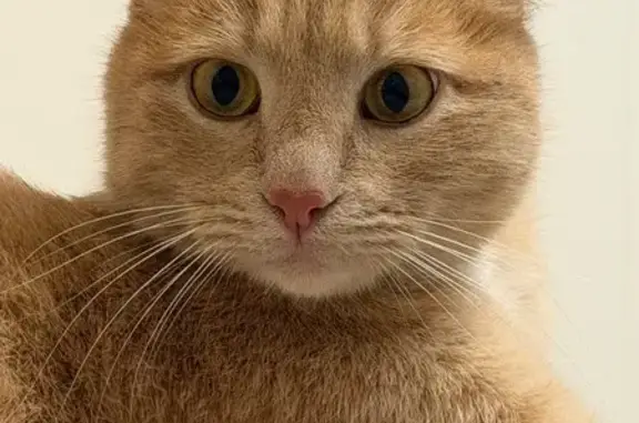 Найдена кошка, Казань, фото: Найдена кошка, улица Юлиуса Фучика, 106, Казань - рыжий окрас и зелёные глаза