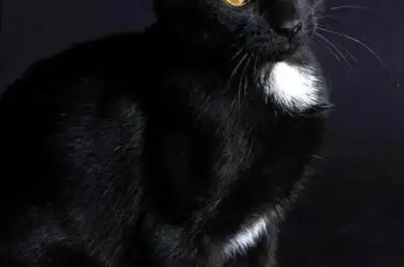 Пропала кошка, Копейск, Челяби...