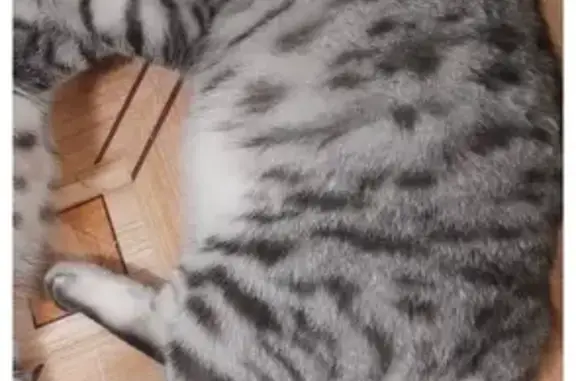 Пропал кот, Школьная улица, Пл...