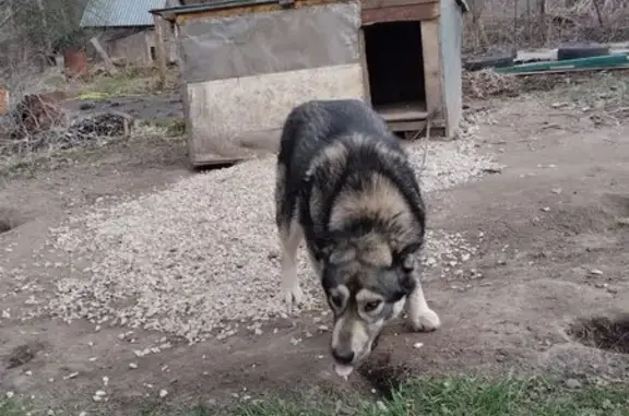 Пропала собака, женский пол, Щ...