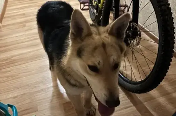 Найдена собака, Челябинск, фото: Найден собака, улица Курчатова, 5В, Челябинск - кобель, ~5 лет, в ошейнике