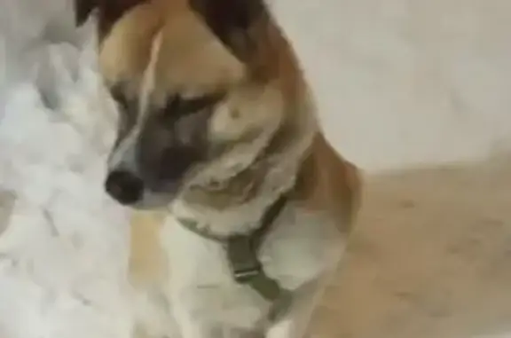 Найдена собака, Нижний Новгород, фото: Найдена собака, Горная улица, Нижний Новгород - бегает третий день